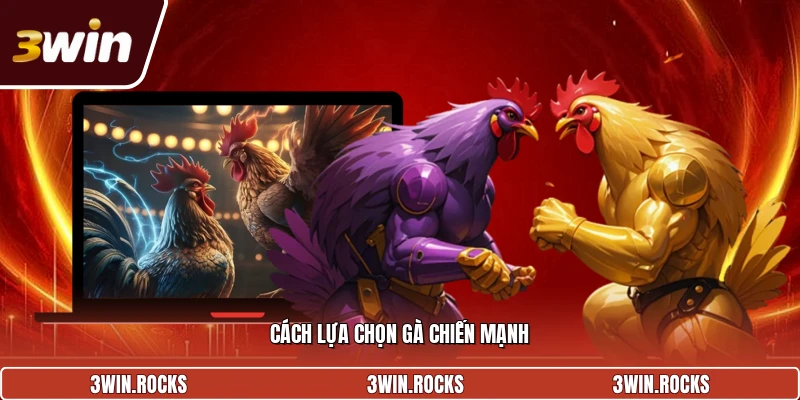 Cách lựa chọn gà chiến mạnh