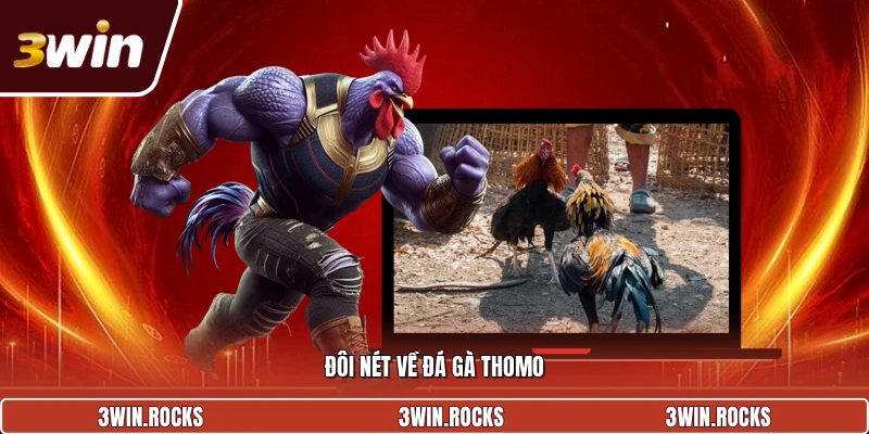 Giới thiệu về đá gà thomo