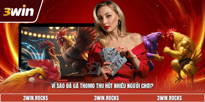 Lý do đá gà thomo thu hút nhiều cược thủ